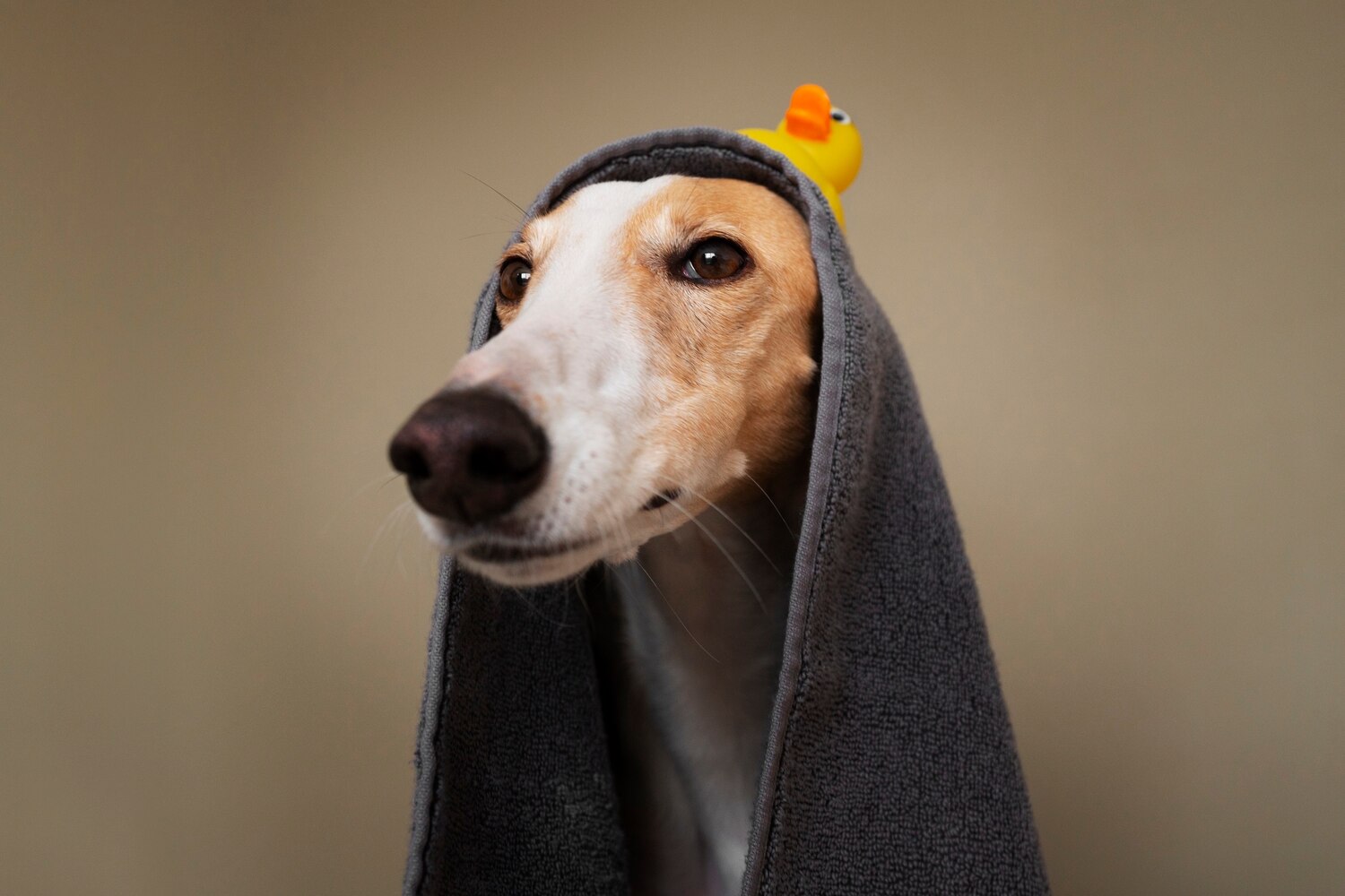 Собака з рушником після купання