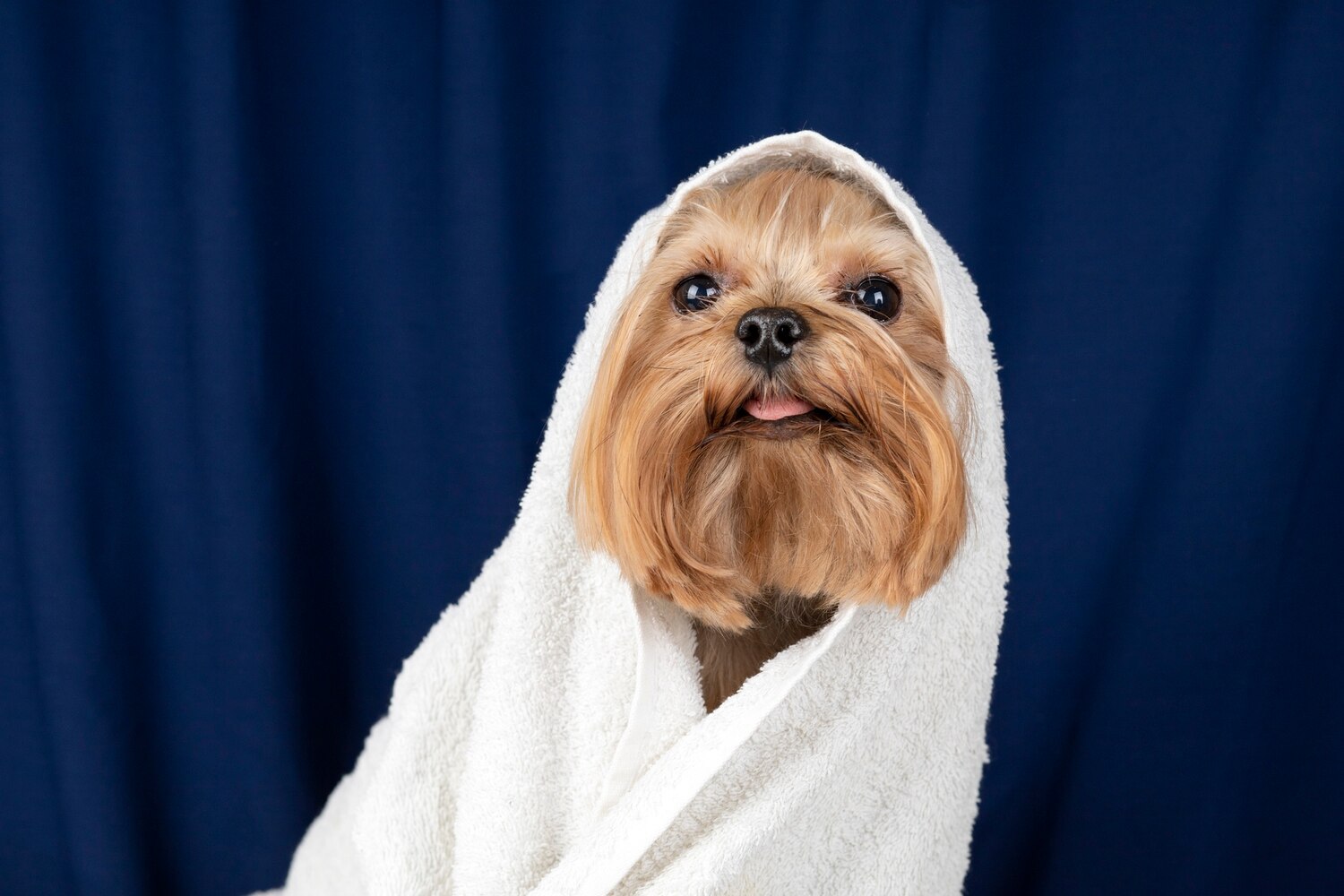 Портрет улюбленця