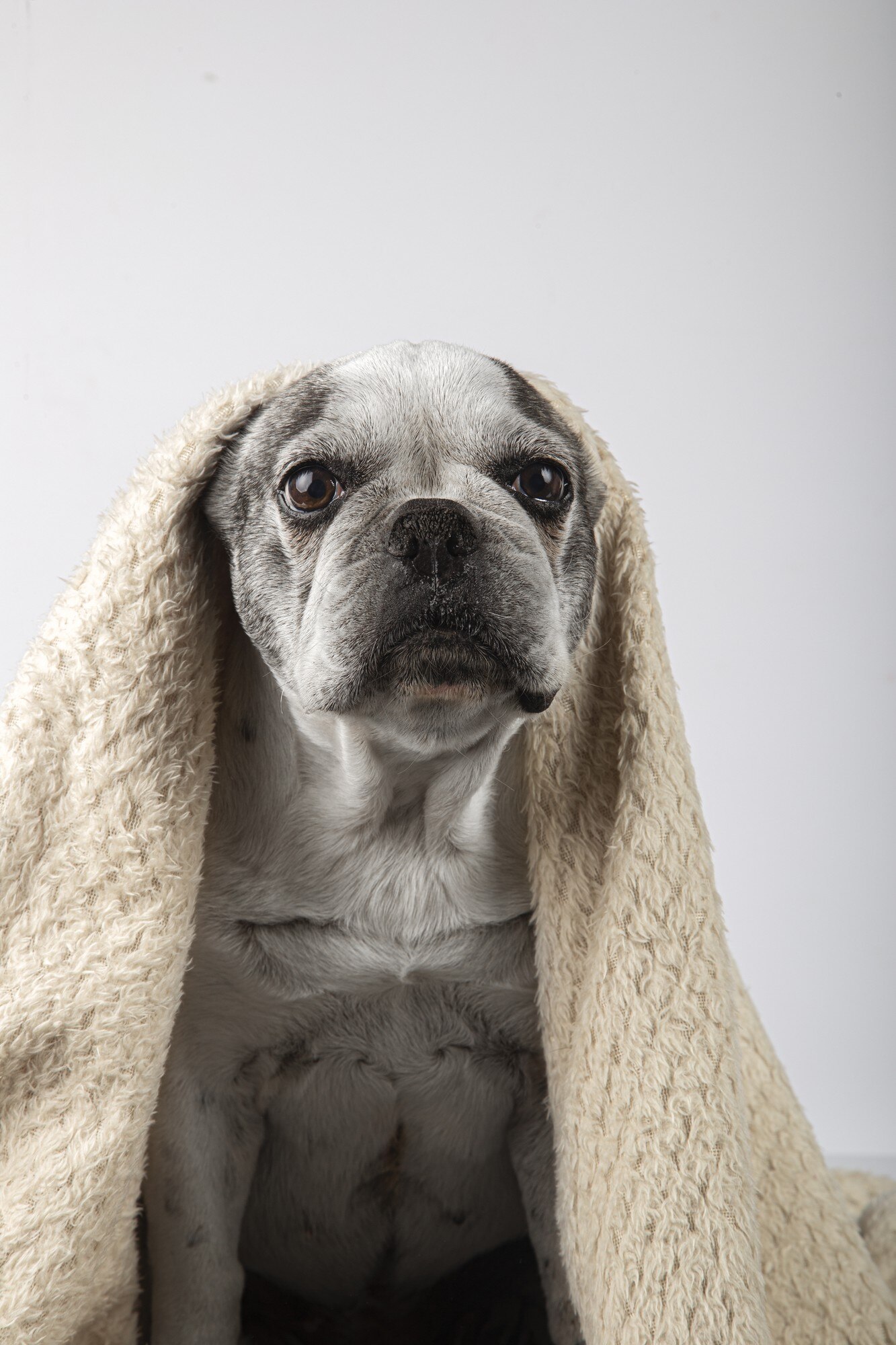 Французький бульдог у ковдрі